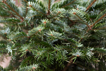 Texture of spruce branches, close up on spruce needles.