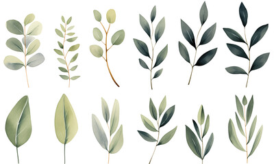 set of Branches leaves green plants in watercolor illustration png isolated on a transparent background, clipart  - obrazy, fototapety, plakaty