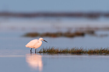 Little egret walking in the water during sunrise