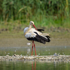 A White Stork standing near a pond