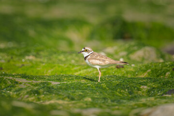 A Little Ringed Plover standing on the beach