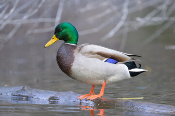 A male mallard standing in a pond