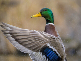 A male mallard flapping the wings in water