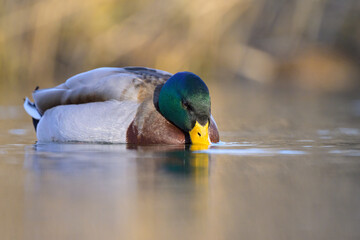 Portrait of a male mallard swimming in water