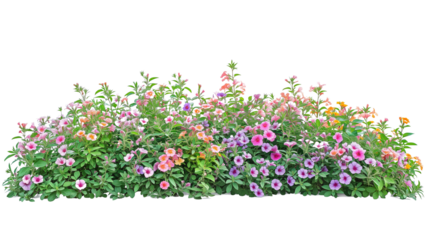 Bush tree flower of bougainvillea on isolated transparent background