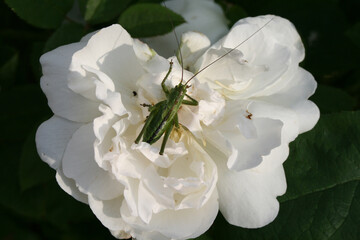Green grasshopper on a white flower