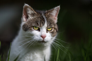 Naklejka na ściany i meble A domestic cat on green grass outdoor.
