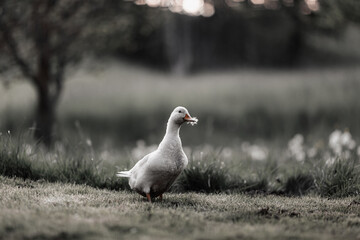 A beautiful duck going on grass outdoors