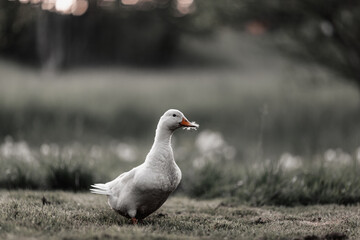 A beautiful duck going on grass outdoors