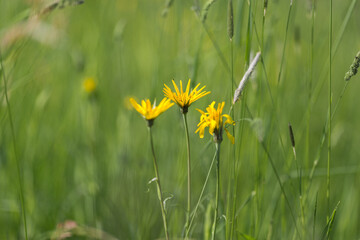 A flower in a field full of grass
