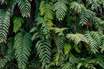 Lush green fern leaves growing in tropical climate. Botanical lush foliage background with fern fronds. Green plant wall 