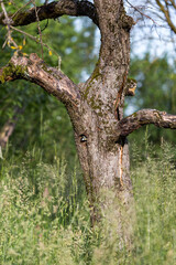 A great tit and her hidden hole in the tree.