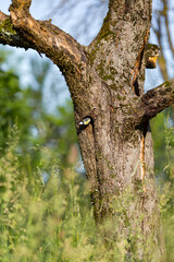 Obraz premium A great tit and her hidden hole in the tree.