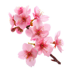 Naklejka premium pink cherry blossom beautiful sakura flowers isolated on transparent background