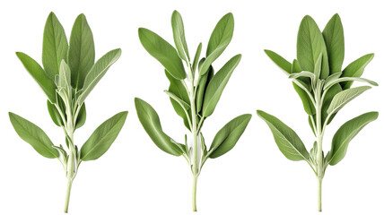 Set of Fresh sage herb isolated on white background