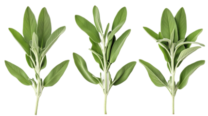 Set of Fresh sage herb isolated on white background