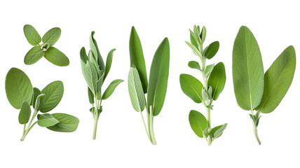 Set of Fresh sage herb isolated on white background