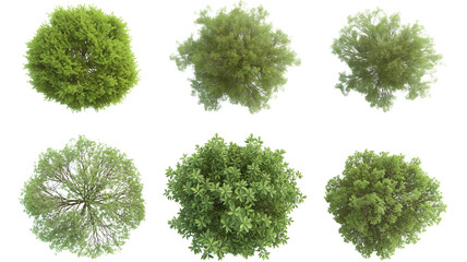 set of Mugworts,Salix purpurea,Myrtle trees rendered from the top view, isolated on transparent background.