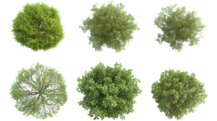set of Mugworts,Salix purpurea,Myrtle trees rendered from the top view, isolated on transparent background.