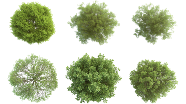 set of Mugworts,Salix purpurea,Myrtle trees rendered from the top view, isolated on transparent background.