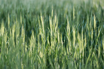 Tall grass growing on a field