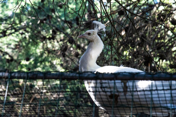 White peacock in a park in spain