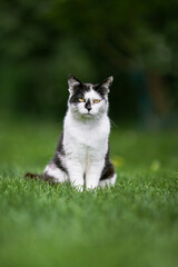 A domestic cat on green grass outdoor.