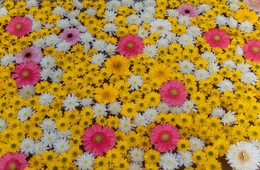 flores flotando sobre un estanque