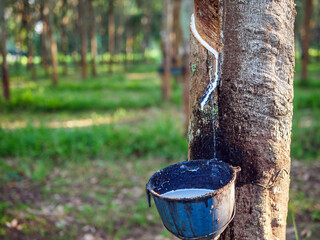 Natural latex from rubber tree in plantation forest,The natural latex flows into the rubber bowl.