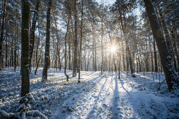 Słońce przebijające się przez drzewa w zimowym lesie w Polsce 