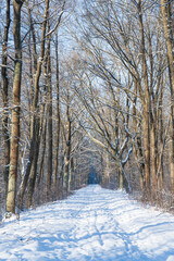 Śnieżny szlak w lesie, Kampinoski Park Narodowy na Mazowszu