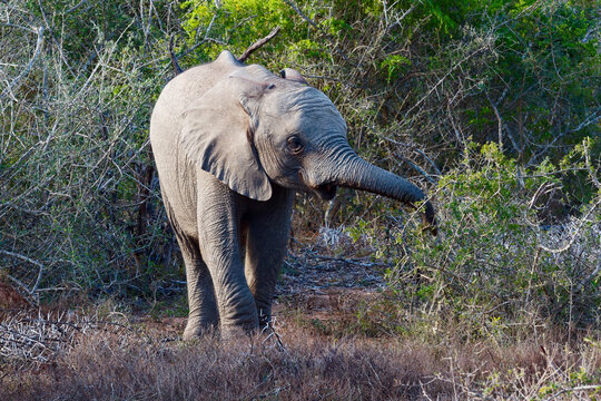 Baby African Elephant eating Sweet Thorn bush on Kariega Game Reserve.