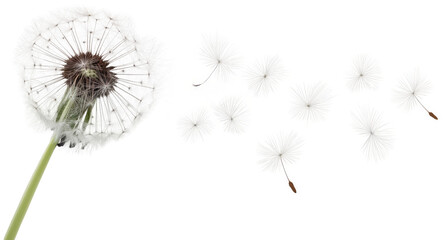 Dandelion flower seeds flying in the wind isolated on a white background