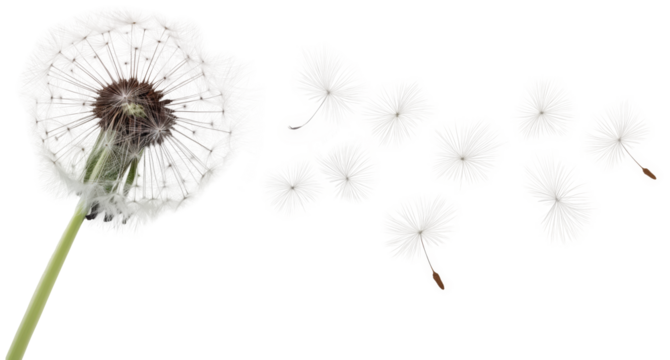 Dandelion flower seeds flying in the wind isolated on a white background