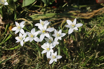 white spring flowers