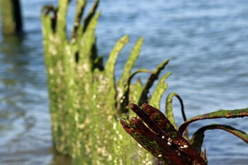 Strand, Sylt, Buhne, Wellenbrecher, Stahlbuhnen, Nordsee