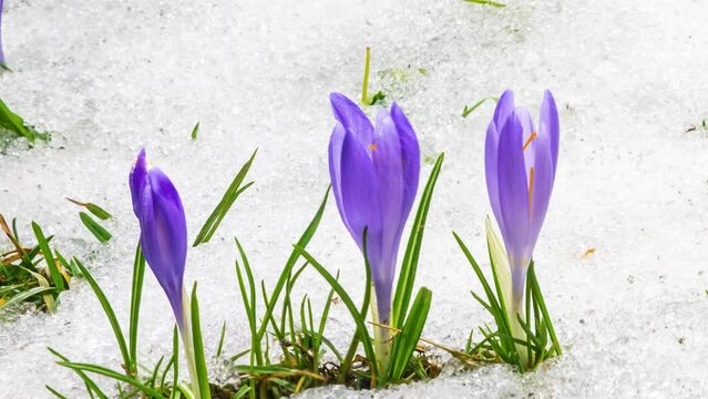 Snow melting fast and crocus flower blooming in spring meadow nature Time lapse