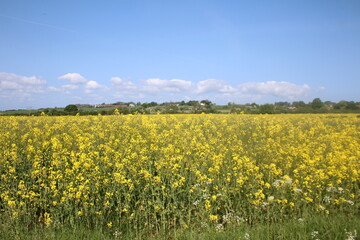 field of rapseed
