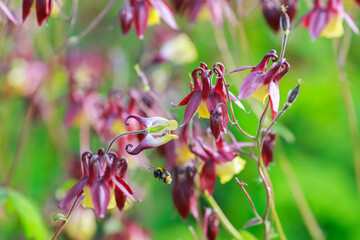 Blooming plant Aquilegia Vilgaris