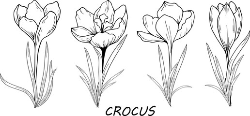 Crocus flowers. Hand drawing, contour drawing, engraving. For the background of invitations, postcards, prints and more