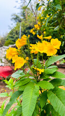 yellow bells flower clear shot of images