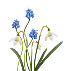 Small blue flowers of muscari  and snowdrops in a spring floral arrangement isolated on white or transparent background
