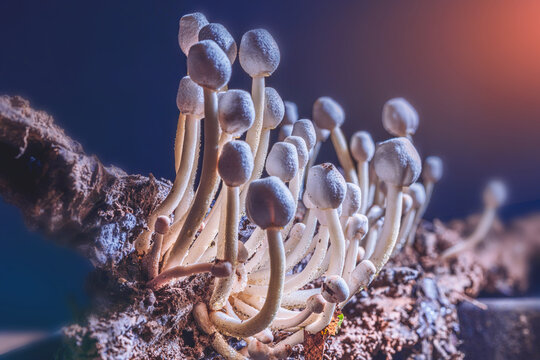 leucocoprinus cepaestipes mushrooms (also known as Onion-Stalked Lepiota) growing on a pile of wood chippings.