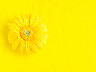 Yellow beautiful gerbera petal flowers frame on monochrome background