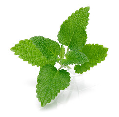Bunch of lemon balm or melissa plant isolated on white background