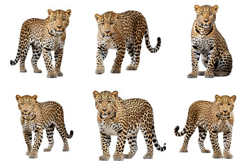 Obraz premium Leopard clip art set