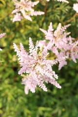 A branch with pink flowers is a plant