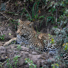 Naklejka na ściany i meble Leopard big cats in the wildernes of the Masai Mara