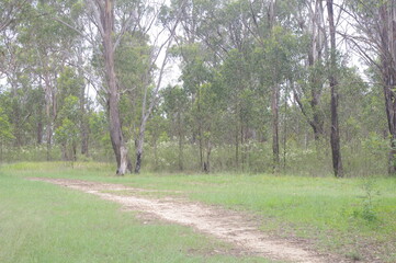 A lovely bushwalker track