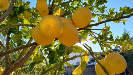 Fresh yellow ripe lemons on lemon tree branches in garden